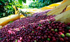 Cà phê giảm 300 đồng/kg, thị trường sắp thiết lập mặt bằng giá 789bet?