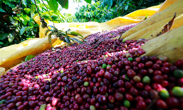 Cà phê giảm 300 đồng/kg, thị trường sắp thiết lập mặt bằng giá mới?