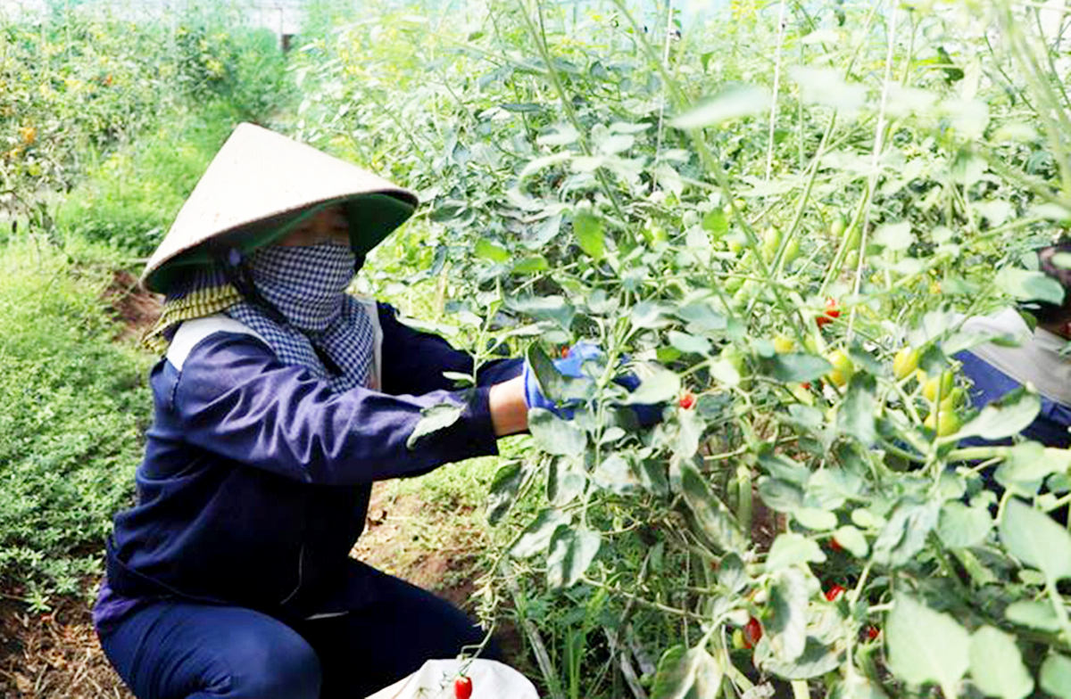 Giải mã những vựa lúa, trang trại rau màu công nghệ cao cho doanh thu bạc tỷ ở Xuân Trường