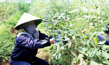 Giải mã những vựa lúa, trang trại rau màu công nghệ cao cho doanh thu bạc tỷ ở Xuân Trường