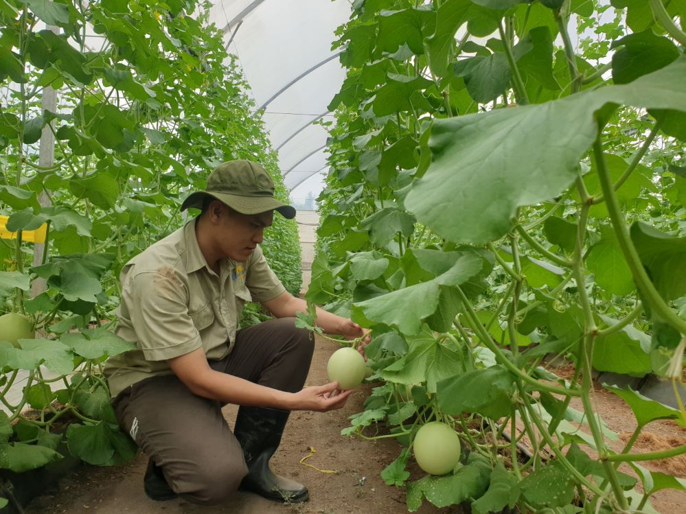 Phát triển nông nghiệp xanh, nông thôn Phú Giáo thêm trù phú