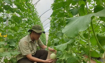 Phát triển nông nghiệp xanh, nông thôn Phú Giáo thêm trù phú