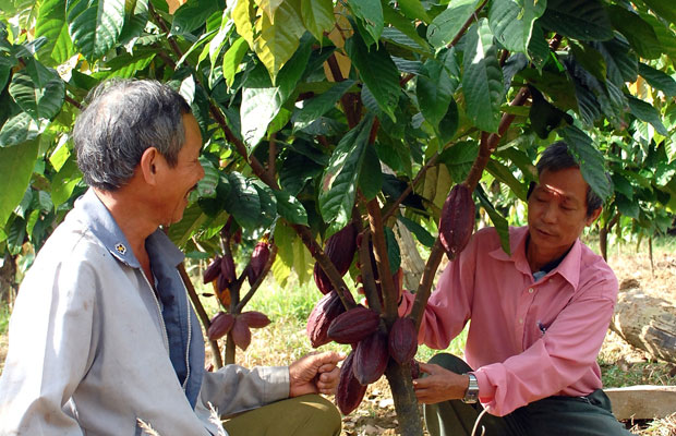 Cây ca cao giúp đổi thay cuộc sống nông dân vùng đất Lâm Đồng