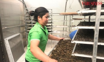 Những mô hình HTX do phụ nữ làm chủ ở Lào Cai