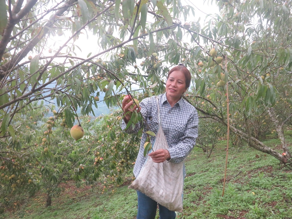 Trái đào tiên Ngân Sơn giúp đổi thay trên vùng đất khó