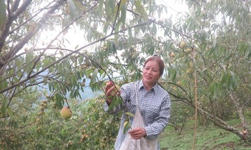 Trái đào tiên Ngân Sơn giúp đổi thay trên vùng đất khó