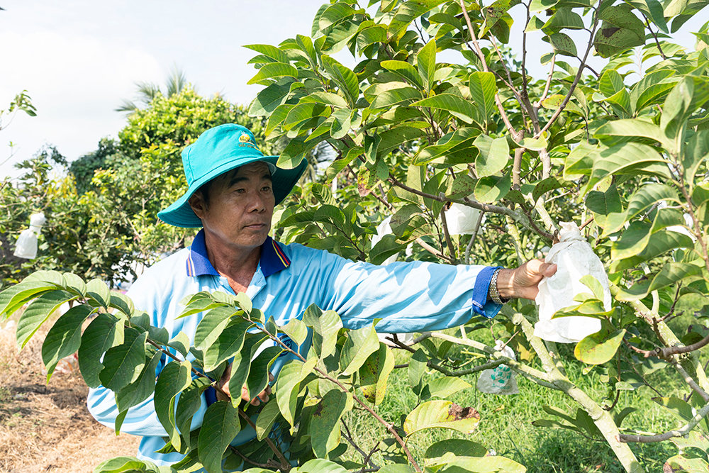 HTX giúp đẩy lùi cái nghèo ở Vĩnh Hanh
