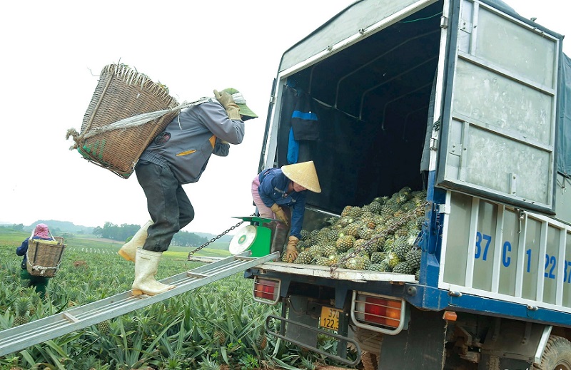Hiệu quả từ mô hình liên kết trồng Dứa hữu cơ ở Quỳnh Lưu