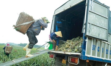 Hiệu quả từ mô hình liên kết trồng Dứa hữu cơ ở Quỳnh Lưu