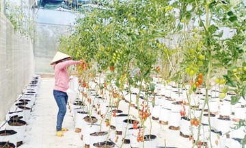 Thêm sức bật cho HTX để cùng tăng tốc ‘về đích’ giảm nghèo ở Phú Yên