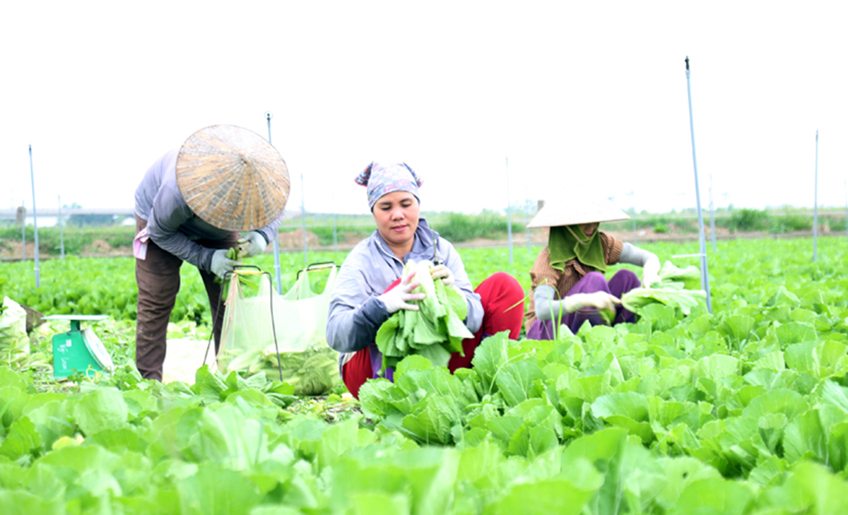 Nông dân, HTX ở vùng cao Vĩnh Phúc vào cuộc đua ‘số hóa’