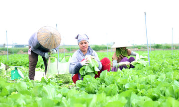 Nông dân, HTX ở vùng cao Vĩnh Phúc vào cuộc đua ‘số hóa’
