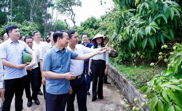 Vải thiều Bắc Giang vào vụ: Mỗi quả vải là 'đại sứ' nông sản Việt