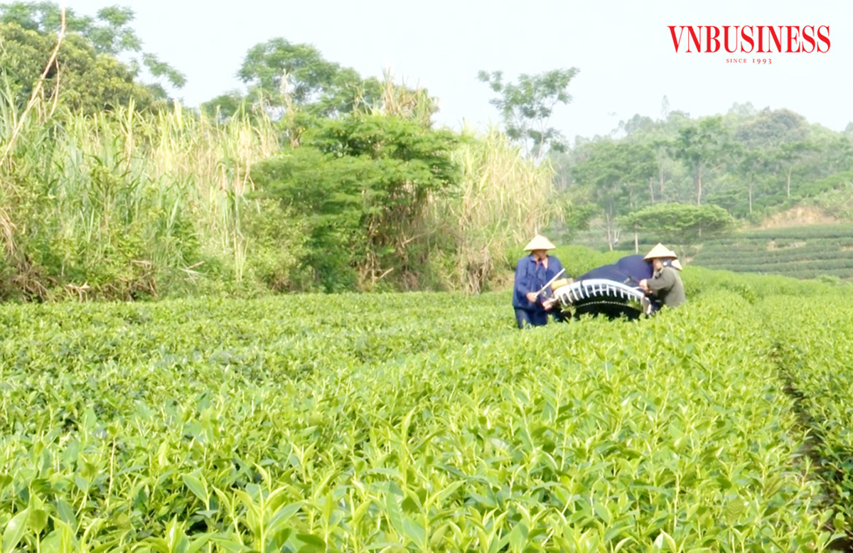 Gỡ nút thắt giảm nghèo từ chuyển đổi cây trồng ở Yên Sơn