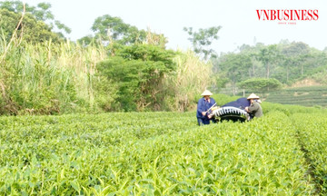 Gỡ nút thắt giảm nghèo từ chuyển đổi cây trồng ở Yên Sơn