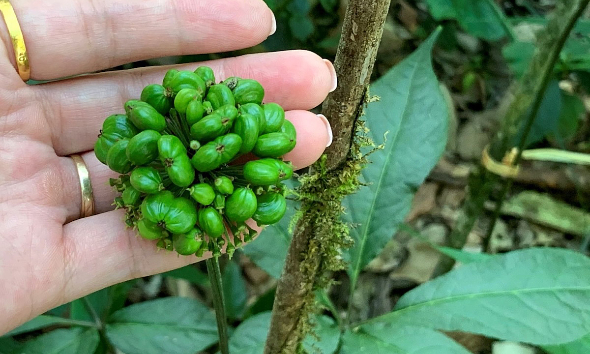 Cây thuốc ngày xưa - cây thoát nghèo hôm nay và dấu ấn HTX ở Lai Châu