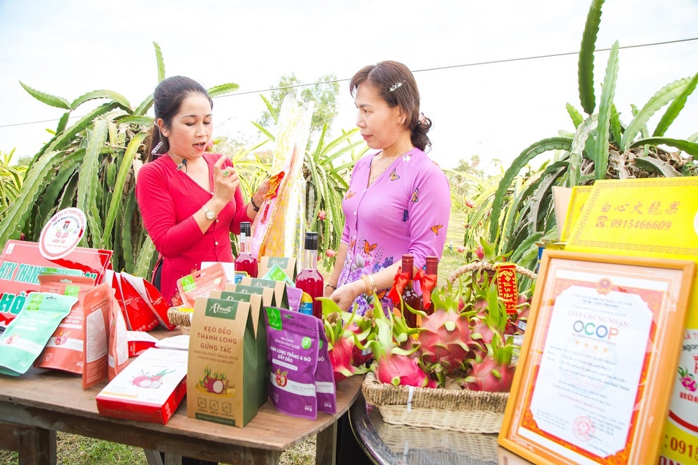 Liên kết bao tiêu đầu ra cho trái thanh long, HTX giúp nông dân giảm nghèo bền vững