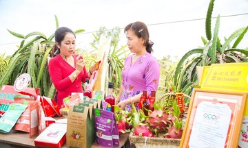 Liên kết bao tiêu đầu ra cho trái thanh long, HTX giúp nông dân giảm nghèo bền vững