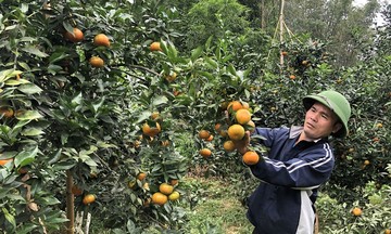 Khơi nguồn kinh tế hàng hóa để giảm nghèo ở Sảng Mộc