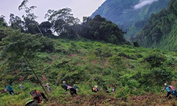 Người dân Đông Giang phát triển kinh tế rừng để cải thiện sinh kế