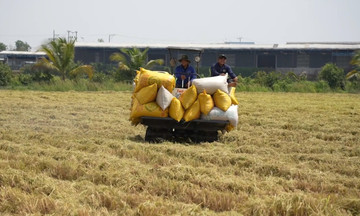 Liên kết sản xuất lúa giúp nông dân Long An tự tin làm chủ trên đồng ruộng, vươn ra thị trường lớn