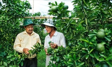 Nông thôn Bắc Tân Uyên thêm mới, nông dân thêm ấm no