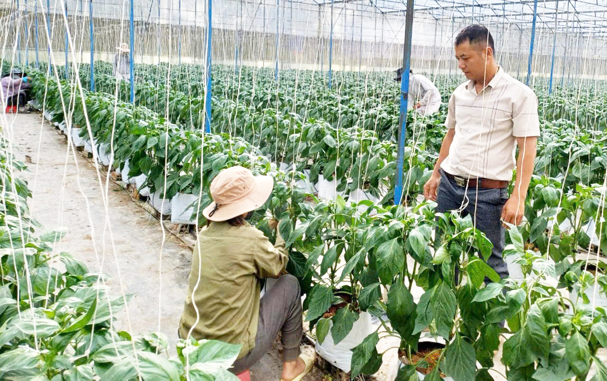 Đưa khoa học vào ruộng đồng, HTX cùng nông dân vùng đồng bào dân tộc thiểu số ở Đam Rông thắng lớn