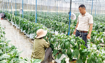 Đưa khoa học vào ruộng đồng, HTX cùng nông dân vùng đồng bào dân tộc thiểu số ở Đam Rông thắng lớn