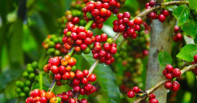 Áp lực từ nhiều phía đẩy giá cà phê giảm đến 2.500 đồng/kg