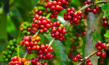 Áp lực từ nhiều phía đẩy giá cà phê giảm đến 2.500 đồng/kg