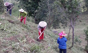 Trồng cây dưới tán rừng giúp xua đi &#039;cái khó, cái nghèo&#039; ở Mường Nhé