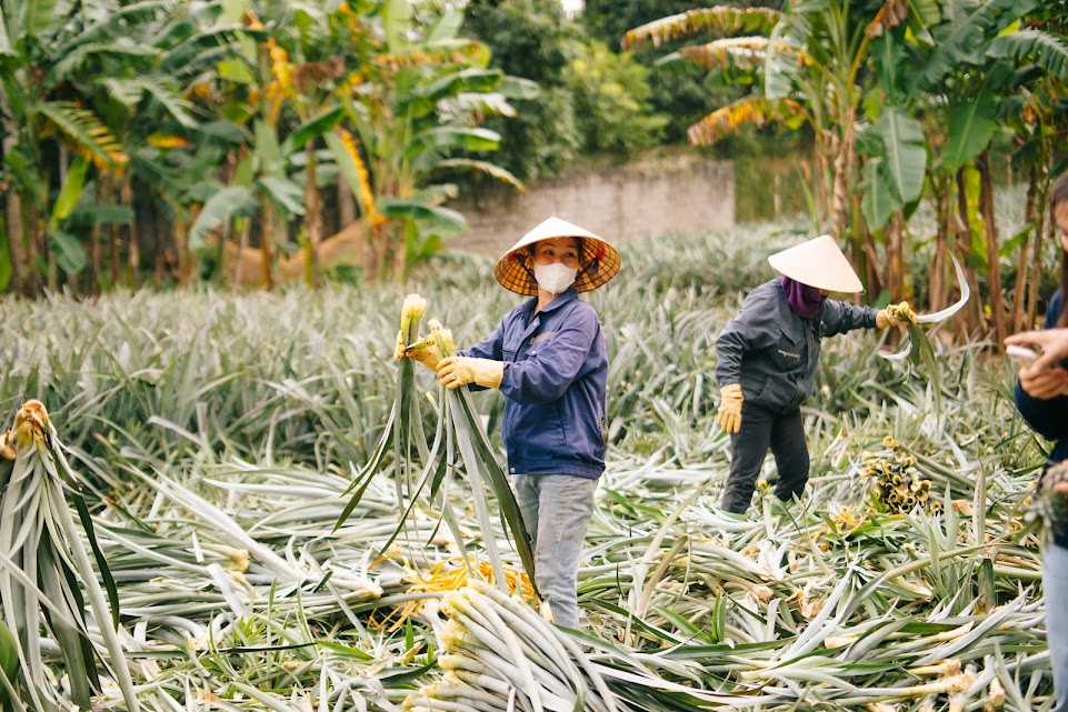 Liên kết doanh nghiệp-Hợp tác xã: 'Chìa khóa' cho vùng nguyên liệu bền vững
