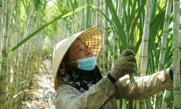Trồng loại cây cho vị ngọt lịm, nông dân, HTX ở Nghệ An thu hàng trăm triệu đồng mỗi ha