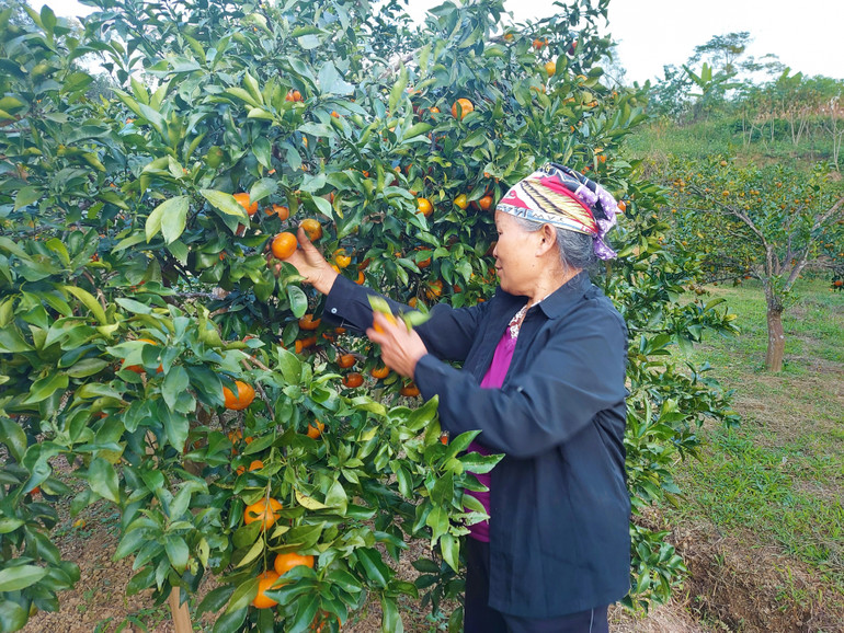 Cây ăn quả vươn mình xóa nghèo trên vùng đất Na Rì