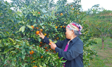 Cây ăn quả vươn mình xóa nghèo trên vùng đất Na Rì