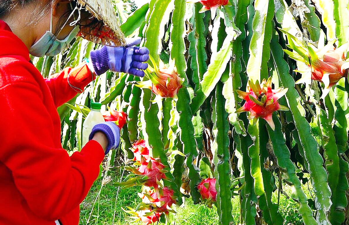 Nông dân Hàm Thuận Bắc thắng lớn với phương châm ‘nhất trí tuệ, nhì công nghệ’