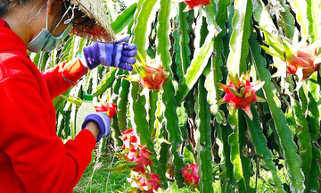 Nông dân Hàm Thuận Bắc thắng lớn với phương châm ‘nhất trí tuệ, nhì công nghệ’