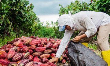 Nông dân Châu Đức bứt phá từ tư duy mới, chinh phục thị trường bằng nông sản công nghệ cao