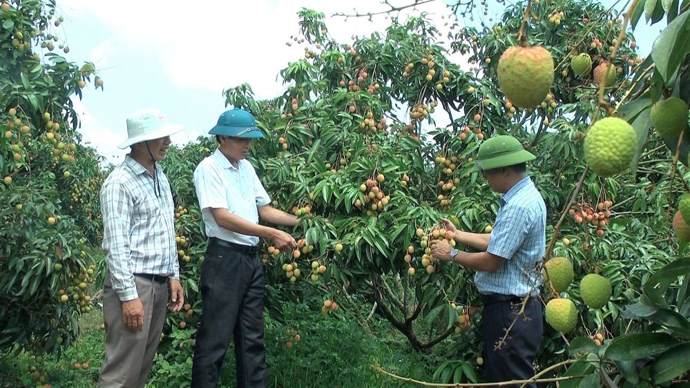 Trái vải Ea Kar 'được mùa, được giá' nhờ liên kết sản xuất sạch