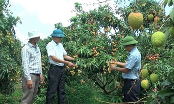 Trái vải Ea Kar &#039;được mùa, được giá&#039; nhờ liên kết sản xuất sạch