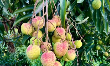 Nông dân trồng vải phấn khởi vì được mùa được giá
