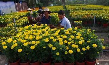 Hậu Giang: Nở rộ sắc hoa, vươn lên thoát nghèo