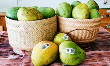 Xoài tròn Yên Châu vào vụ: Từ trái ngọt vườn đồi đến cây làm giàu bền vững