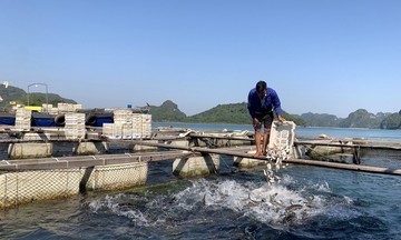 HTX, ngư dân Vân Đồn phát huy sức mạnh kinh tế tập thể &#039;vượt bão&#039; bám biển