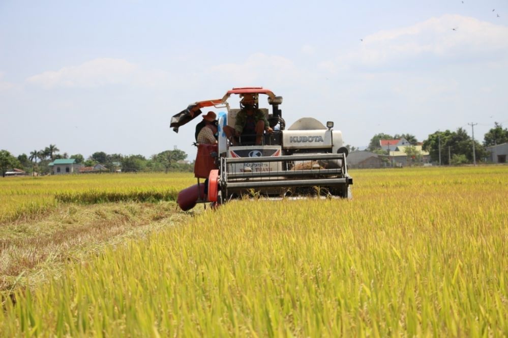 Giảm nghèo khởi sắc nhờ gạo Lắk có thương hiệu