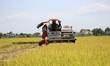 Giảm nghèo khởi sắc nhờ gạo Lắk có thương hiệu