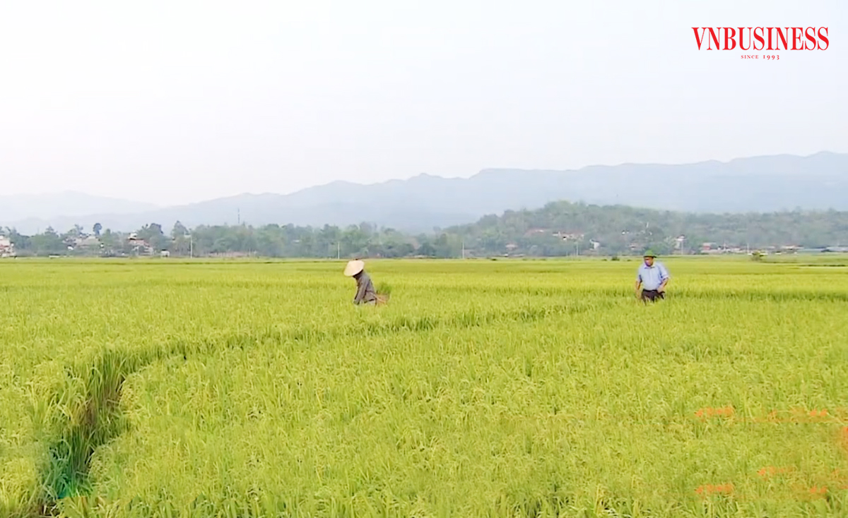 Những cánh đồng số hóa của đồng bào dân tộc thiểu số ở lòng chảo Mường Thanh