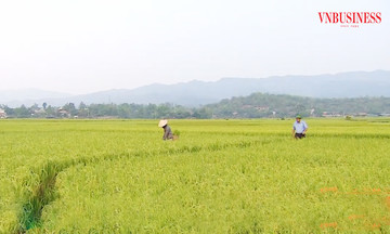 Những cánh đồng số hóa của đồng bào dân tộc thiểu số ở lòng chảo Mường Thanh
