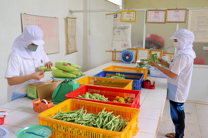 Phát triển các mô hình sản xuất nông nghiệp giảm nghèo bền vững tại Hồng Ngự