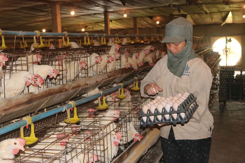 Trứng gà giả, thiệt hại thật: Hộ chăn nuôi, trang trại lo... phá đàn